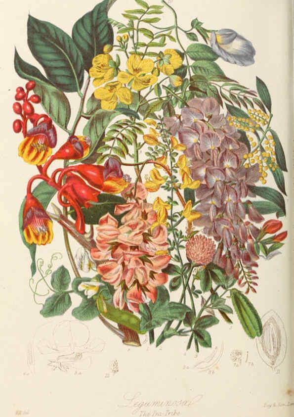 Reproducción/Reproduction 6058488415: Illustrations of the natural orders of plants with groups and descriptions. v.1 London :Sampson Low, Son, and Marston,1868