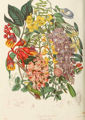 Reproducción/Reproduction 6058488415: Illustrations of the natural orders of plants with groups and descriptions. v.1 London :Sampson Low, Son, and Marston,1868