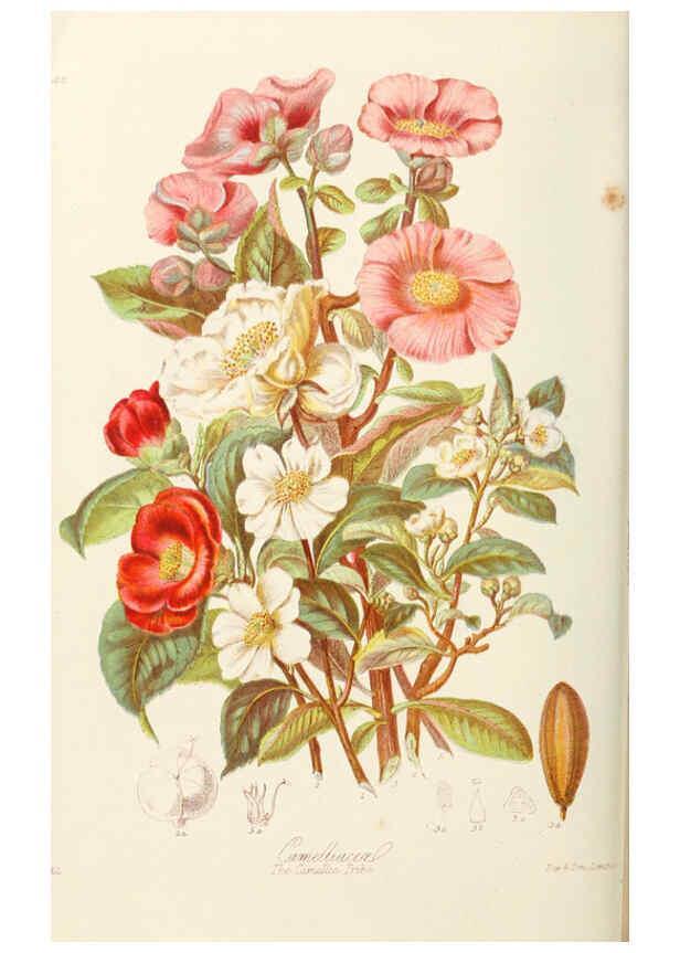Reproducción/Reproduction 6058486863: Illustrations of the natural orders of plants with groups and descriptions. v.1 London :Sampson Low, Son, and Marston,1868