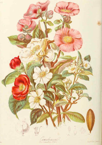 Reproducción/Reproduction 6058486863: Illustrations of the natural orders of plants with groups and descriptions. v.1 London :Sampson Low, Son, and Marston,1868