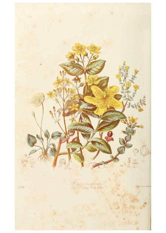 Reproducción/Reproduction 6059032948: Illustrations of the natural orders of plants with groups and descriptions. v.1 London :Sampson Low, Son, and Marston,1868