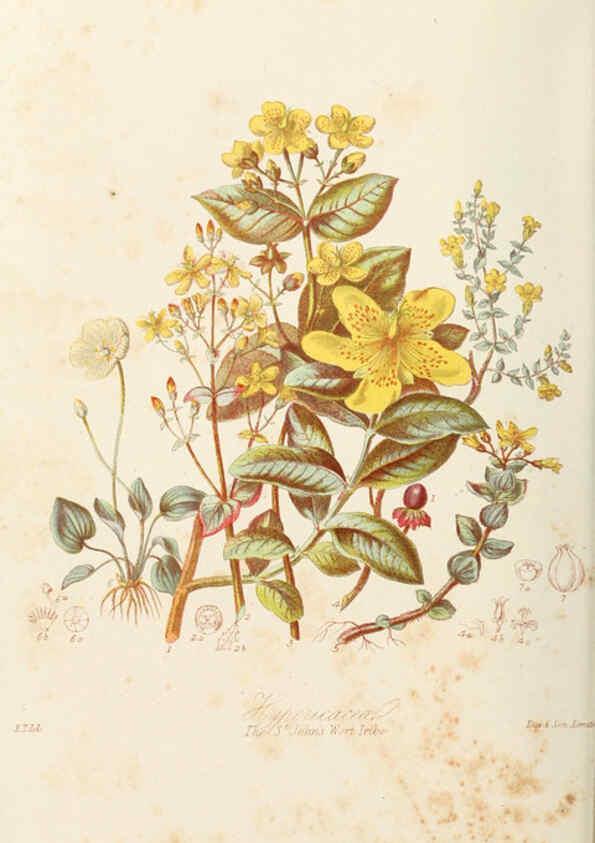 Reproducción/Reproduction 6059032948: Illustrations of the natural orders of plants with groups and descriptions. v.1 London :Sampson Low, Son, and Marston,1868