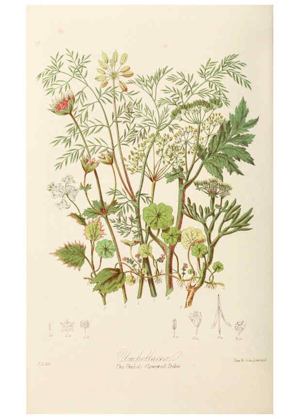 Reproducción/Reproduction 6058493287: Illustrations of the natural orders of plants with groups and descriptions. v.1 London :Sampson Low, Son, and Marston,1868