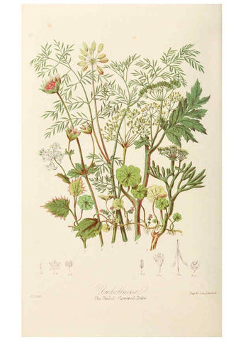 Reproducción/Reproduction 6058493287: Illustrations of the natural orders of plants with groups and descriptions. v.1 London :Sampson Low, Son, and Marston,1868