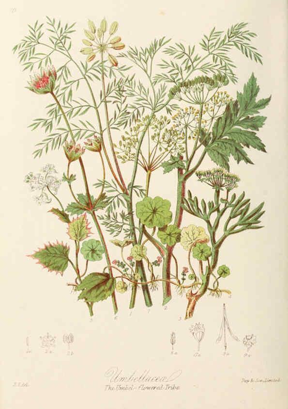 Reproducción/Reproduction 6058493287: Illustrations of the natural orders of plants with groups and descriptions. v.1 London :Sampson Low, Son, and Marston,1868