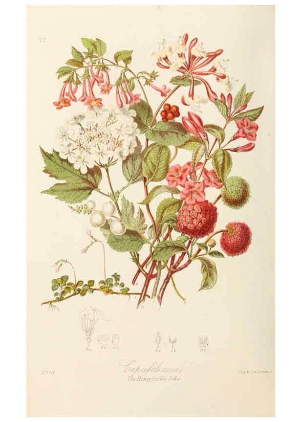 Reproducción/Reproduction 6058493727: Illustrations of the natural orders of plants with groups and descriptions. v.1 London :Sampson Low, Son, and Marston,1868