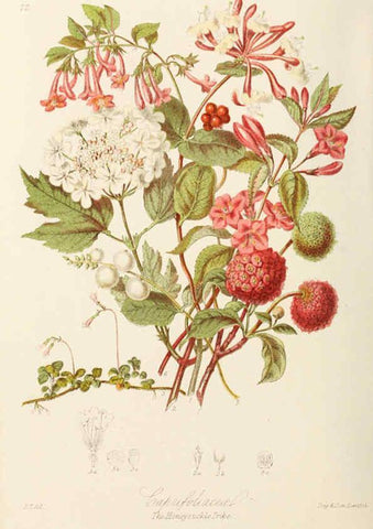 Reproducción/Reproduction 6058493727: Illustrations of the natural orders of plants with groups and descriptions. v.1 London :Sampson Low, Son, and Marston,1868