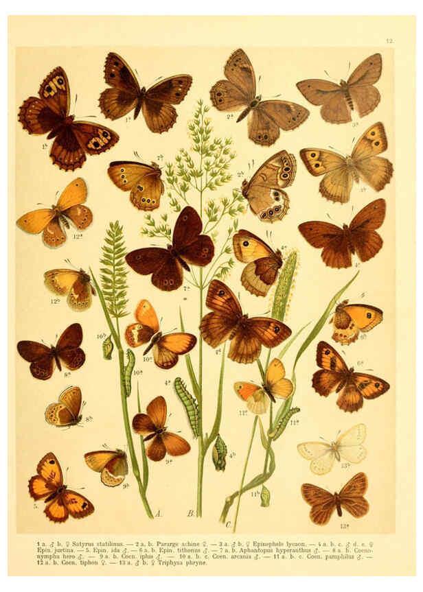 Reproducción/Reproduction 6058526995: Fr. Berge's Schmetterlingsbuch nach dem gegenwärtigen Stande der Lepidopterologie neu bearb. und hrsg. von Professor Dr. H. Rebel ... Stuttgart,E. Schweizerbart,1910