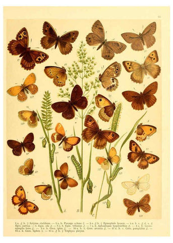 Reproducción/Reproduction 6058526995: Fr. Berge's Schmetterlingsbuch nach dem gegenwärtigen Stande der Lepidopterologie neu bearb. und hrsg. von Professor Dr. H. Rebel ... Stuttgart,E. Schweizerbart,1910