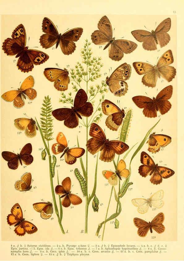 Reproducción/Reproduction 6058526995: Fr. Berge's Schmetterlingsbuch nach dem gegenwärtigen Stande der Lepidopterologie neu bearb. und hrsg. von Professor Dr. H. Rebel ... Stuttgart,E. Schweizerbart,1910