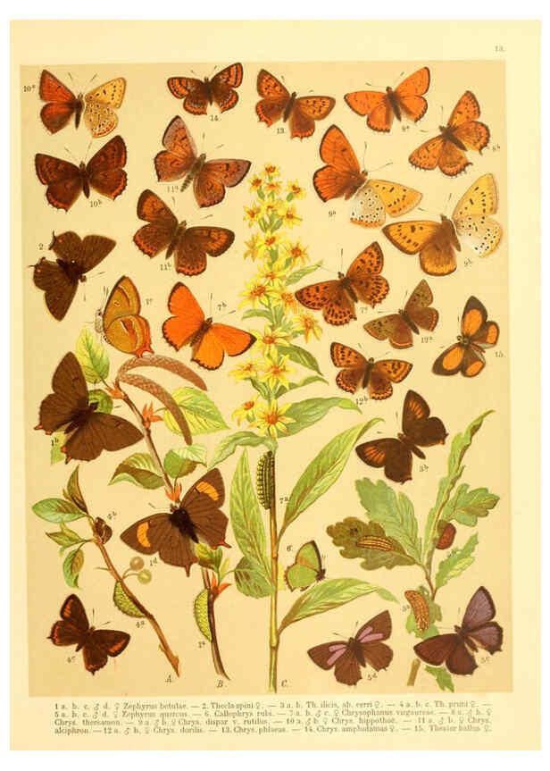 Reproducción/Reproduction 6059075190: Fr. Berge's Schmetterlingsbuch nach dem gegenwärtigen Stande der Lepidopterologie neu bearb. und hrsg. von Professor Dr. H. Rebel ... Stuttgart,E. Schweizerbart,1910