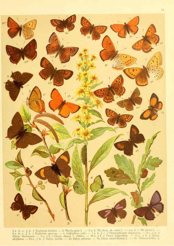 Reproducción/Reproduction 6059075190: Fr. Berge's Schmetterlingsbuch nach dem gegenwärtigen Stande der Lepidopterologie neu bearb. und hrsg. von Professor Dr. H. Rebel ... Stuttgart,E. Schweizerbart,1910