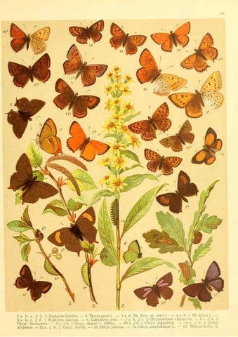 Reproducción/Reproduction 6059075190: Fr. Berge's Schmetterlingsbuch nach dem gegenwärtigen Stande der Lepidopterologie neu bearb. und hrsg. von Professor Dr. H. Rebel ... Stuttgart,E. Schweizerbart,1910