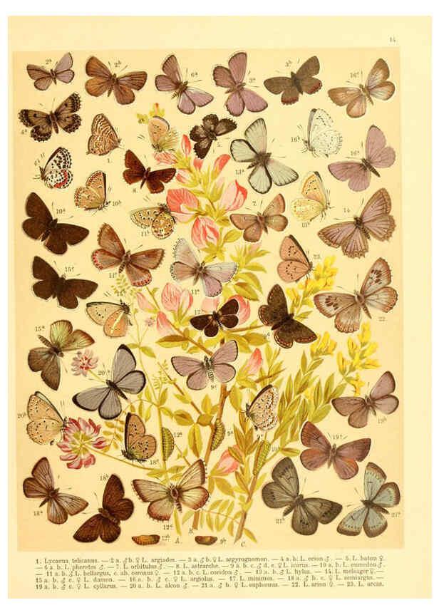 Reproducción/Reproduction 6058527285: Fr. Berge's Schmetterlingsbuch nach dem gegenwärtigen Stande der Lepidopterologie neu bearb. und hrsg. von Professor Dr. H. Rebel ... Stuttgart,E. Schweizerbart,1910