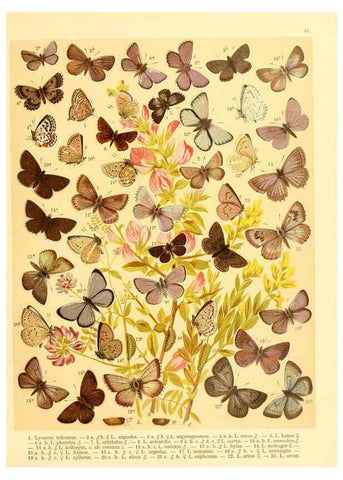 Reproducción/Reproduction 6058527285: Fr. Berge's Schmetterlingsbuch nach dem gegenwärtigen Stande der Lepidopterologie neu bearb. und hrsg. von Professor Dr. H. Rebel ... Stuttgart,E. Schweizerbart,1910