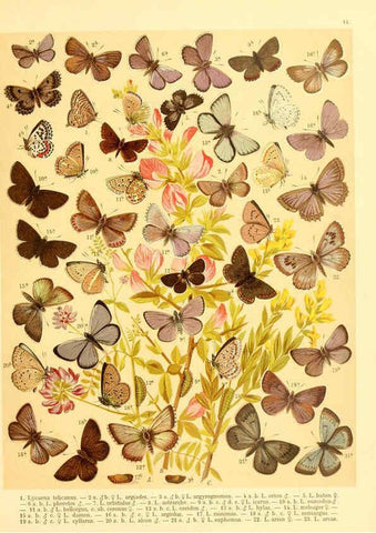Reproducción/Reproduction 6058527285: Fr. Berge's Schmetterlingsbuch nach dem gegenwärtigen Stande der Lepidopterologie neu bearb. und hrsg. von Professor Dr. H. Rebel ... Stuttgart,E. Schweizerbart,1910