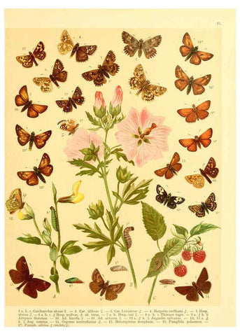 Reproducción/Reproduction 6058527499: Fr. Berge's Schmetterlingsbuch nach dem gegenwärtigen Stande der Lepidopterologie neu bearb. und hrsg. von Professor Dr. H. Rebel ... Stuttgart,E. Schweizerbart,1910
