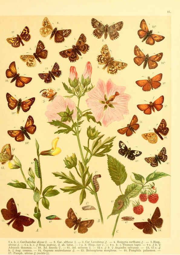 Reproducción/Reproduction 6058527499: Fr. Berge's Schmetterlingsbuch nach dem gegenwärtigen Stande der Lepidopterologie neu bearb. und hrsg. von Professor Dr. H. Rebel ... Stuttgart,E. Schweizerbart,1910