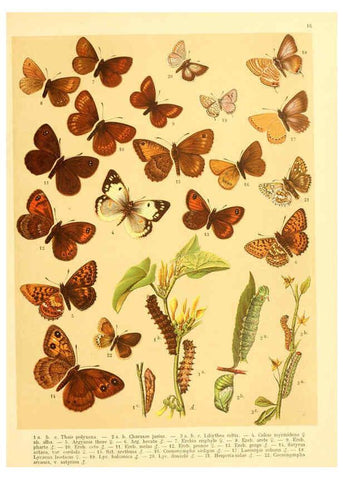 Reproducción/Reproduction 6058527655: Fr. Berge's Schmetterlingsbuch nach dem gegenwärtigen Stande der Lepidopterologie neu bearb. und hrsg. von Professor Dr. H. Rebel ... Stuttgart,E. Schweizerbart,1910