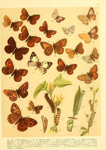 Reproducción/Reproduction 6058527655: Fr. Berge's Schmetterlingsbuch nach dem gegenwärtigen Stande der Lepidopterologie neu bearb. und hrsg. von Professor Dr. H. Rebel ... Stuttgart,E. Schweizerbart,1910