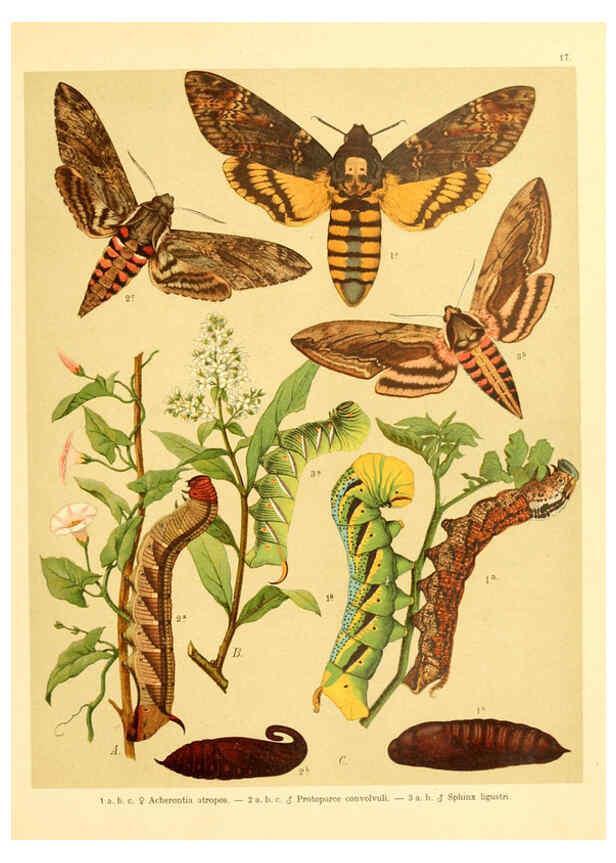 Reproducción/Reproduction 6058527873: Fr. Berge's Schmetterlingsbuch nach dem gegenwärtigen Stande der Lepidopterologie neu bearb. und hrsg. von Professor Dr. H. Rebel ... Stuttgart,E. Schweizerbart,1910