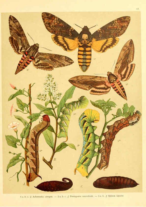 Reproducción/Reproduction 6058527873: Fr. Berge's Schmetterlingsbuch nach dem gegenwärtigen Stande der Lepidopterologie neu bearb. und hrsg. von Professor Dr. H. Rebel ... Stuttgart,E. Schweizerbart,1910