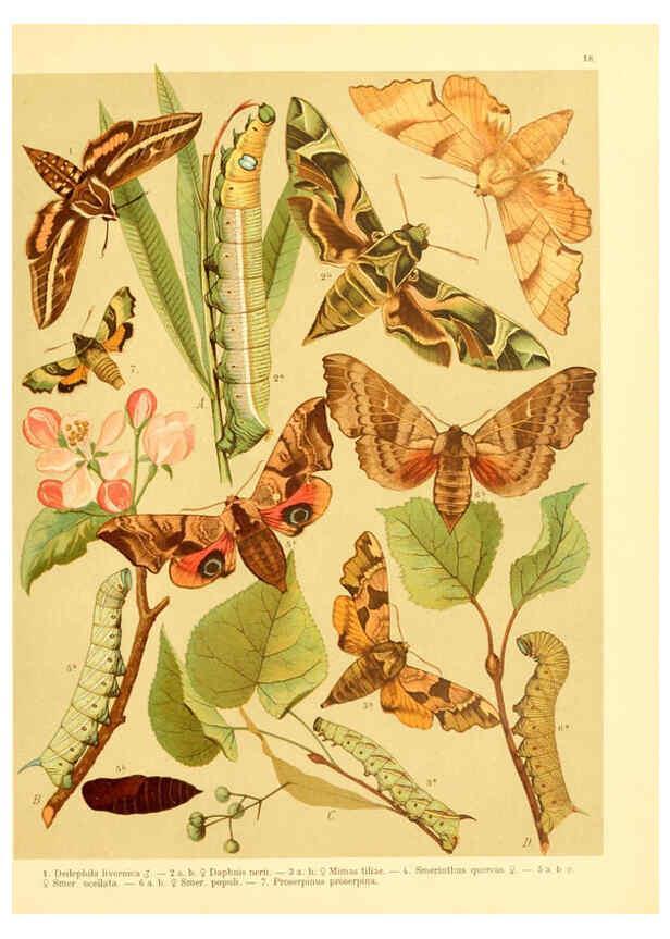 Reproducción/Reproduction 6058528019: Fr. Berge's Schmetterlingsbuch nach dem gegenwärtigen Stande der Lepidopterologie neu bearb. und hrsg. von Professor Dr. H. Rebel ... Stuttgart,E. Schweizerbart,1910