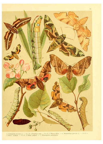 Reproducción/Reproduction 6058528019: Fr. Berge's Schmetterlingsbuch nach dem gegenwärtigen Stande der Lepidopterologie neu bearb. und hrsg. von Professor Dr. H. Rebel ... Stuttgart,E. Schweizerbart,1910