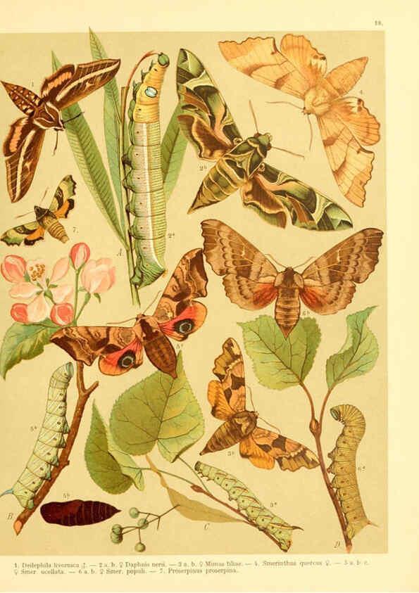 Reproducción/Reproduction 6058528019: Fr. Berge's Schmetterlingsbuch nach dem gegenwärtigen Stande der Lepidopterologie neu bearb. und hrsg. von Professor Dr. H. Rebel ... Stuttgart,E. Schweizerbart,1910