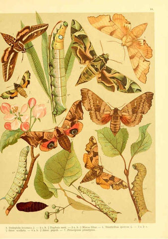 Reproducción/Reproduction 6058528019: Fr. Berge's Schmetterlingsbuch nach dem gegenwärtigen Stande der Lepidopterologie neu bearb. und hrsg. von Professor Dr. H. Rebel ... Stuttgart,E. Schweizerbart,1910