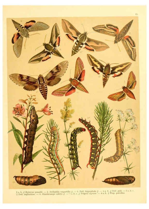 Reproducción/Reproduction 6059076210: Fr. Berge's Schmetterlingsbuch nach dem gegenwärtigen Stande der Lepidopterologie neu bearb. und hrsg. von Professor Dr. H. Rebel ... Stuttgart,E. Schweizerbart,1910