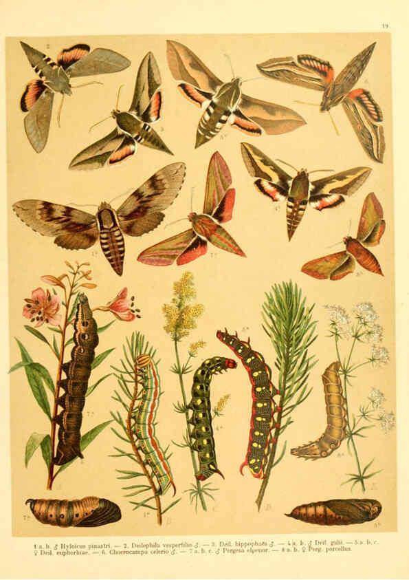 Reproducción/Reproduction 6059076210: Fr. Berge's Schmetterlingsbuch nach dem gegenwärtigen Stande der Lepidopterologie neu bearb. und hrsg. von Professor Dr. H. Rebel ... Stuttgart,E. Schweizerbart,1910
