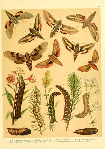 Reproducción/Reproduction 6059076210: Fr. Berge's Schmetterlingsbuch nach dem gegenwärtigen Stande der Lepidopterologie neu bearb. und hrsg. von Professor Dr. H. Rebel ... Stuttgart,E. Schweizerbart,1910