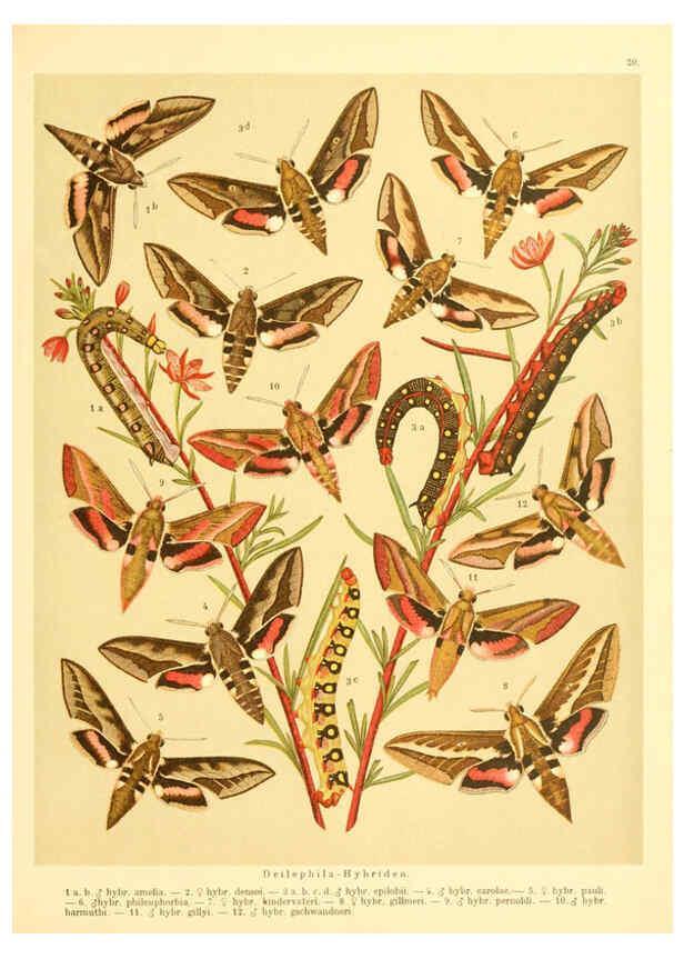 Reproducción/Reproduction 6059076416: Fr. Berge's Schmetterlingsbuch nach dem gegenwärtigen Stande der Lepidopterologie neu bearb. und hrsg. von Professor Dr. H. Rebel ... Stuttgart,E. Schweizerbart,1910