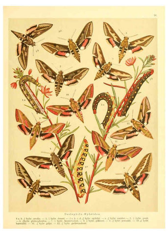 Reproducción/Reproduction 6059076416: Fr. Berge's Schmetterlingsbuch nach dem gegenwärtigen Stande der Lepidopterologie neu bearb. und hrsg. von Professor Dr. H. Rebel ... Stuttgart,E. Schweizerbart,1910