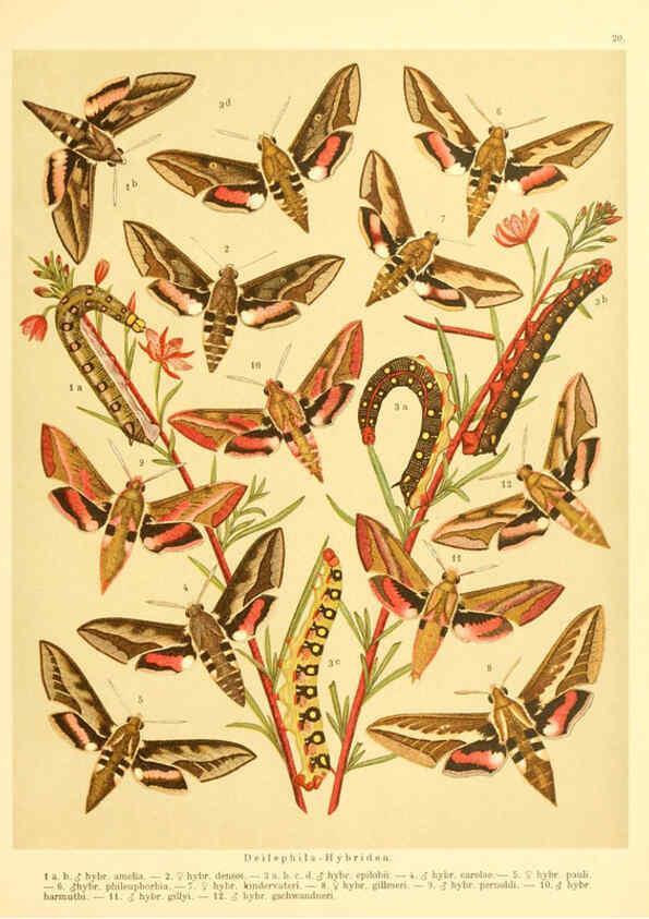 Reproducción/Reproduction 6059076416: Fr. Berge's Schmetterlingsbuch nach dem gegenwärtigen Stande der Lepidopterologie neu bearb. und hrsg. von Professor Dr. H. Rebel ... Stuttgart,E. Schweizerbart,1910