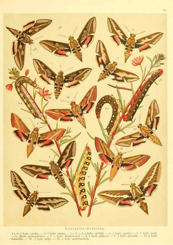 Reproducción/Reproduction 6059076416: Fr. Berge's Schmetterlingsbuch nach dem gegenwärtigen Stande der Lepidopterologie neu bearb. und hrsg. von Professor Dr. H. Rebel ... Stuttgart,E. Schweizerbart,1910
