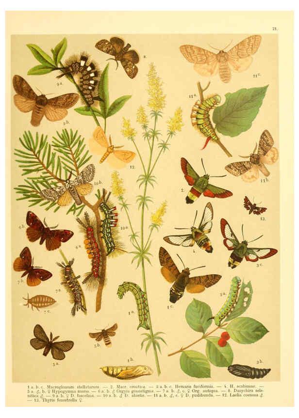 Reproducción/Reproduction 6059076582: Fr. Berge's Schmetterlingsbuch nach dem gegenwärtigen Stande der Lepidopterologie neu bearb. und hrsg. von Professor Dr. H. Rebel ... Stuttgart,E. Schweizerbart,1910