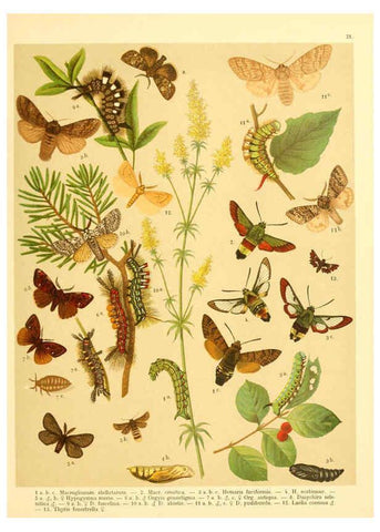 Reproducción/Reproduction 6059076582: Fr. Berge's Schmetterlingsbuch nach dem gegenwärtigen Stande der Lepidopterologie neu bearb. und hrsg. von Professor Dr. H. Rebel ... Stuttgart,E. Schweizerbart,1910