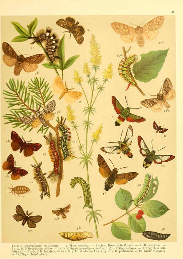 Reproducción/Reproduction 6059076582: Fr. Berge's Schmetterlingsbuch nach dem gegenwärtigen Stande der Lepidopterologie neu bearb. und hrsg. von Professor Dr. H. Rebel ... Stuttgart,E. Schweizerbart,1910