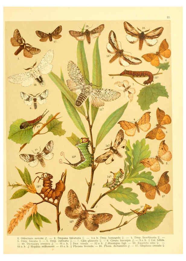 Reproducción/Reproduction 6059076814: Fr. Berge's Schmetterlingsbuch nach dem gegenwärtigen Stande der Lepidopterologie neu bearb. und hrsg. von Professor Dr. H. Rebel ... Stuttgart,E. Schweizerbart,1910