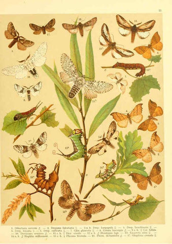 Reproducción/Reproduction 6059076814: Fr. Berge's Schmetterlingsbuch nach dem gegenwärtigen Stande der Lepidopterologie neu bearb. und hrsg. von Professor Dr. H. Rebel ... Stuttgart,E. Schweizerbart,1910