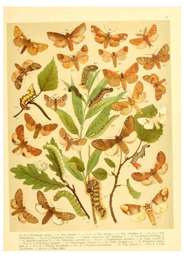 Reproducción/Reproduction 6059076954: Fr. Berge's Schmetterlingsbuch nach dem gegenwärtigen Stande der Lepidopterologie neu bearb. und hrsg. von Professor Dr. H. Rebel ... Stuttgart,E. Schweizerbart,1910