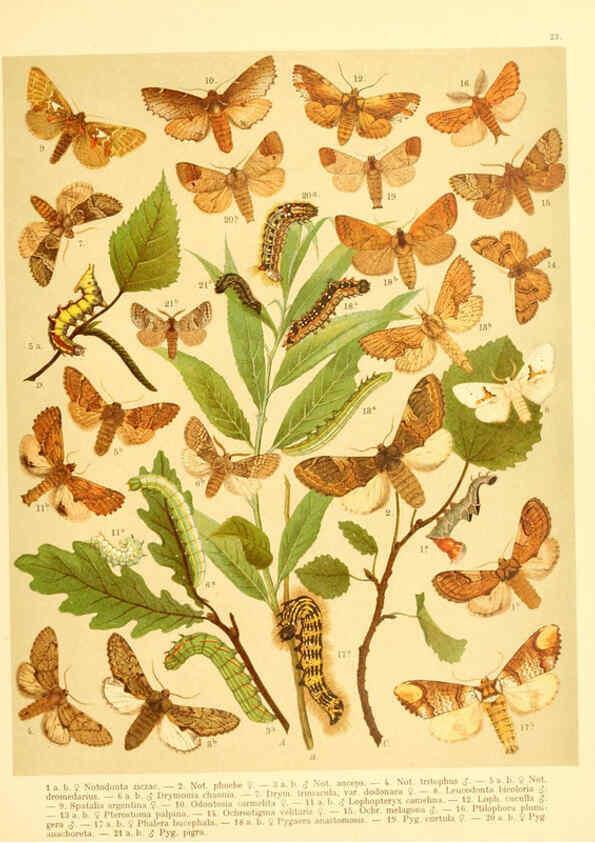 Reproducción/Reproduction 6059076954: Fr. Berge's Schmetterlingsbuch nach dem gegenwärtigen Stande der Lepidopterologie neu bearb. und hrsg. von Professor Dr. H. Rebel ... Stuttgart,E. Schweizerbart,1910