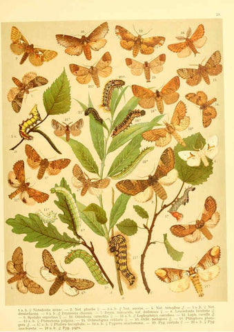 Reproducción/Reproduction 6059076954: Fr. Berge's Schmetterlingsbuch nach dem gegenwärtigen Stande der Lepidopterologie neu bearb. und hrsg. von Professor Dr. H. Rebel ... Stuttgart,E. Schweizerbart,1910