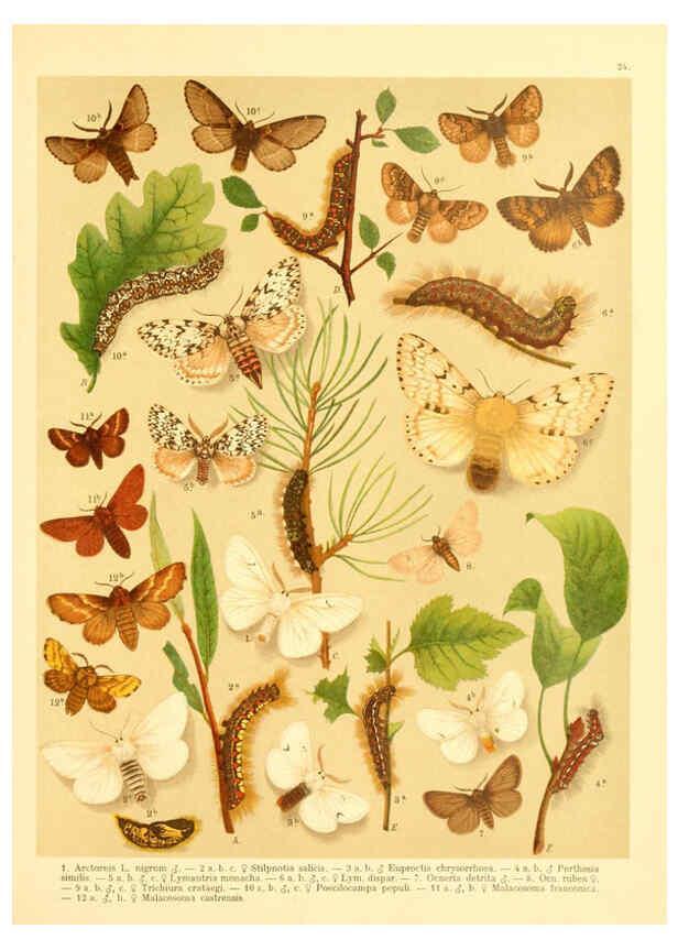 Reproducción/Reproduction 6058528935: Fr. Berge's Schmetterlingsbuch nach dem gegenwärtigen Stande der Lepidopterologie neu bearb. und hrsg. von Professor Dr. H. Rebel ... Stuttgart,E. Schweizerbart,1910