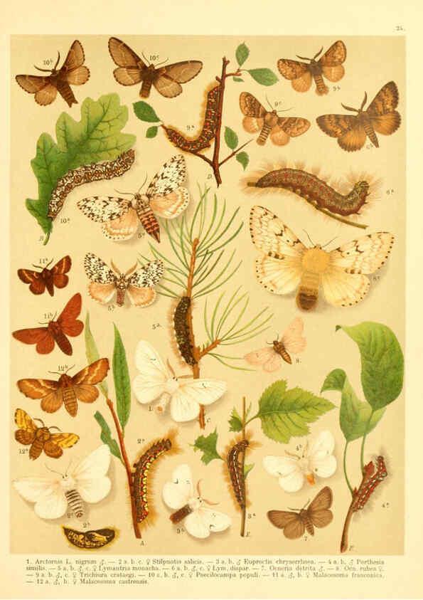 Reproducción/Reproduction 6058528935: Fr. Berge's Schmetterlingsbuch nach dem gegenwärtigen Stande der Lepidopterologie neu bearb. und hrsg. von Professor Dr. H. Rebel ... Stuttgart,E. Schweizerbart,1910