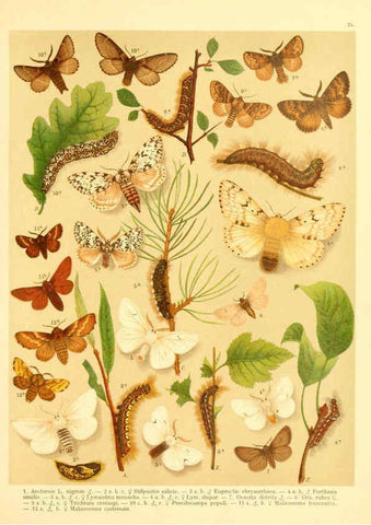 Reproducción/Reproduction 6058528935: Fr. Berge's Schmetterlingsbuch nach dem gegenwärtigen Stande der Lepidopterologie neu bearb. und hrsg. von Professor Dr. H. Rebel ... Stuttgart,E. Schweizerbart,1910