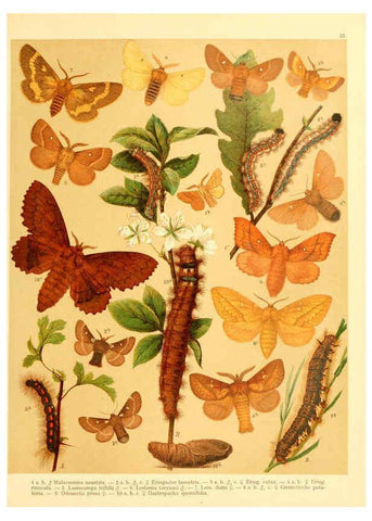 Reproducción/Reproduction 6058529099: Fr. Berge's Schmetterlingsbuch nach dem gegenwärtigen Stande der Lepidopterologie neu bearb. und hrsg. von Professor Dr. H. Rebel ... Stuttgart,E. Schweizerbart,1910