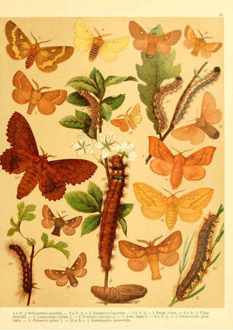 Reproducción/Reproduction 6058529099: Fr. Berge's Schmetterlingsbuch nach dem gegenwärtigen Stande der Lepidopterologie neu bearb. und hrsg. von Professor Dr. H. Rebel ... Stuttgart,E. Schweizerbart,1910